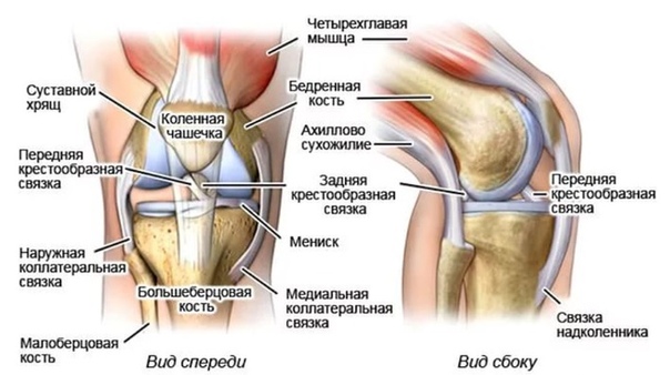 ПРЕПАРАТЫ ДЛЯ СУСТАВОВ И СВЯЗОК Высокие физические нагрузки на связки и суставы приводят к возникновению хронических болей и развитию дистрофических процессов в связках и суставах. Кроме того,