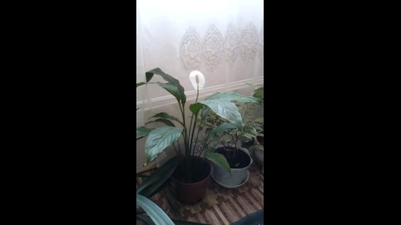 VID_20180515_090935.mp4