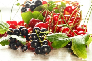 Смородина под вишней. Смородина под вишней. Сочная смородина брызги. Настойка из черноплодной рябины. Красная круглая ягода.