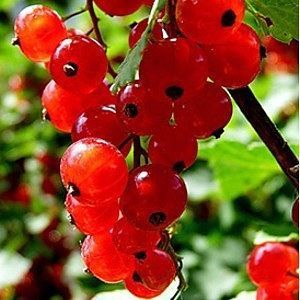 Правила обрезки красной и черной смородины В отличие от плодовых деревьев, кусты смородины садят намеренно на ширину ладони ниже, чем они росли в питомнике, для того чтобы корневище могло