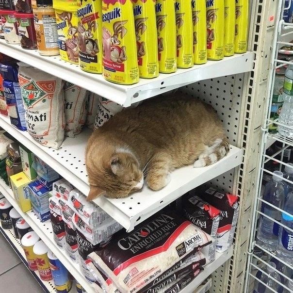 Цена котика?