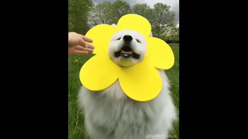 Doc30018335_500936174.mp4
