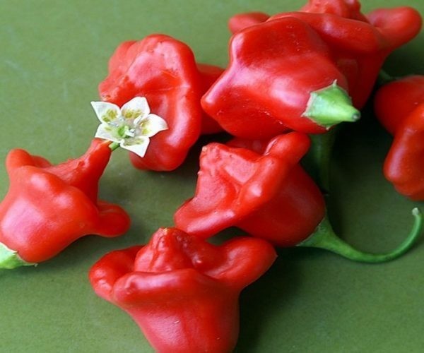 Перец красный колокольчик посадка и уход Многие даже не представляют, как выглядит Красный колокольчик, как его сажать и что с ним потом делать. Многие просят написать об этом подробно.Итак,