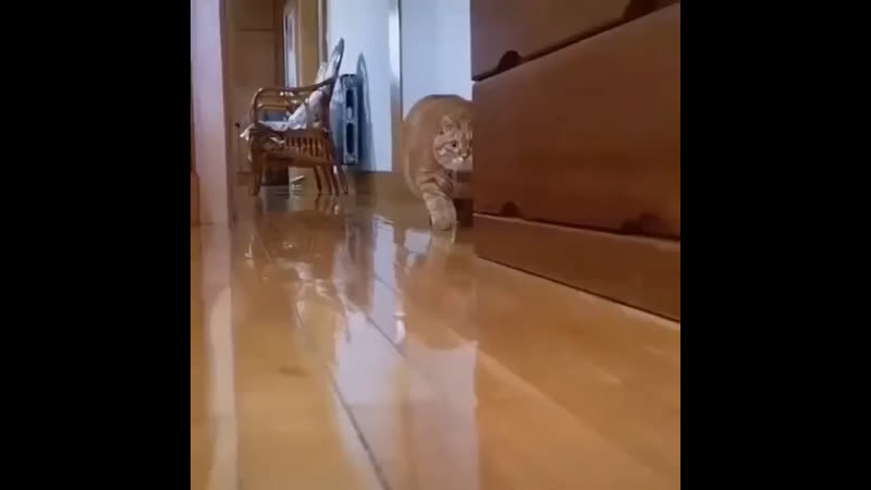 Хищник